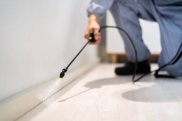 Best Termite Control Services  in Linton Hall, VA