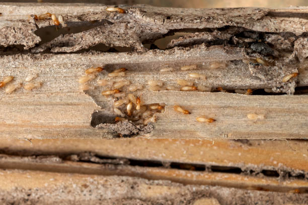 Best Pest Control Treatment  in Linton Hall, VA