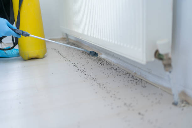 Reliable Linton Hall, VA Pest Control Solutions